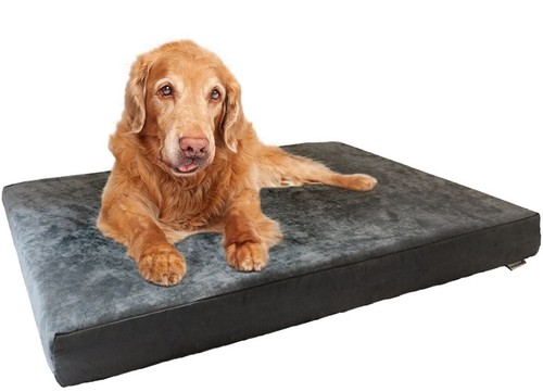 Extra large gray - xl, pet