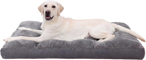 Extra large dog - extra,