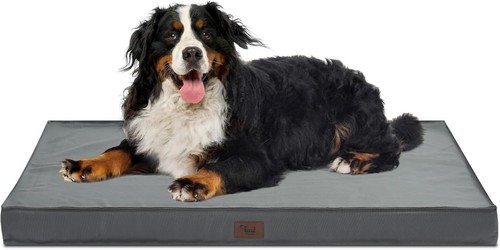 Outdoor extra large dog - extra,